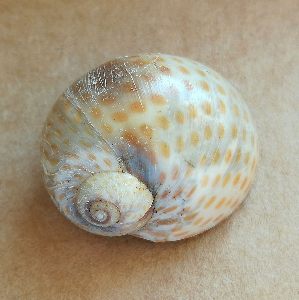 Cochlis raropunctata (Sasso)