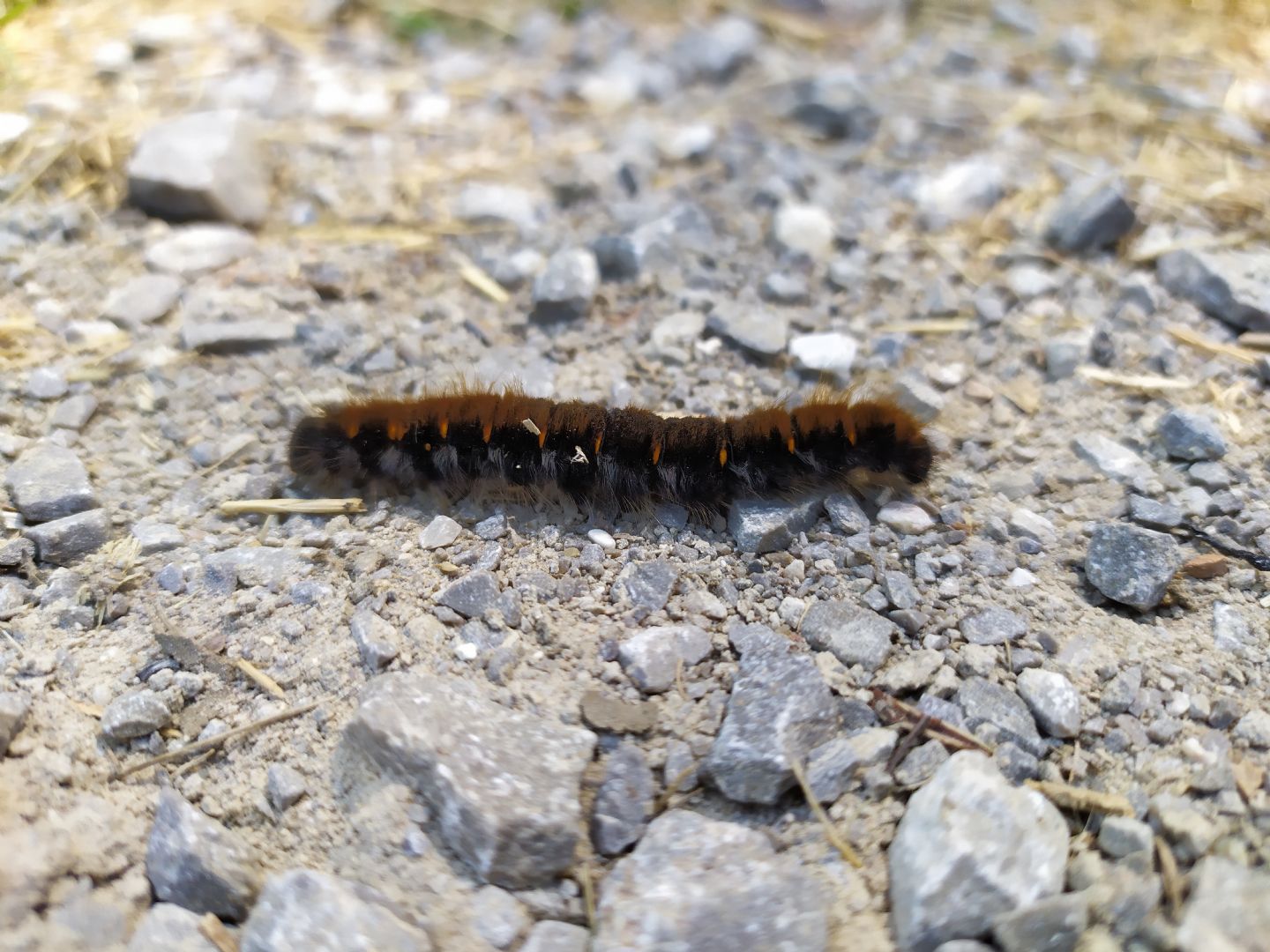 Identificazione bruco: Macrothylacia rubi - Lasiocampidae