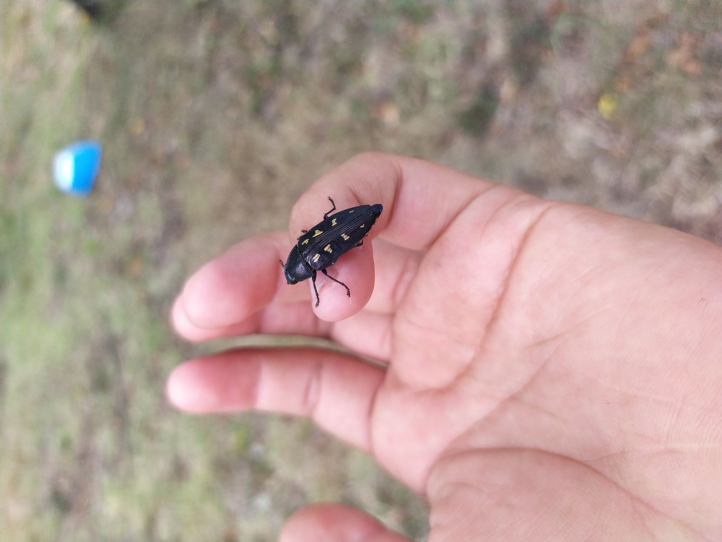 Buprestidae: Buprestis novemmaculata.