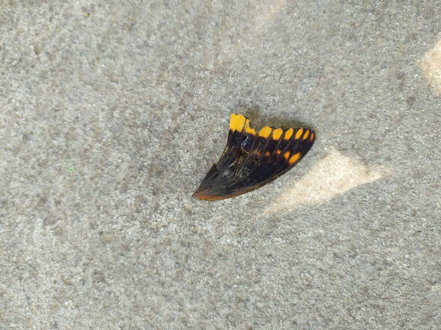 Trovata a terra un'' ala di ... Charaxes jasius - Nymphalidae