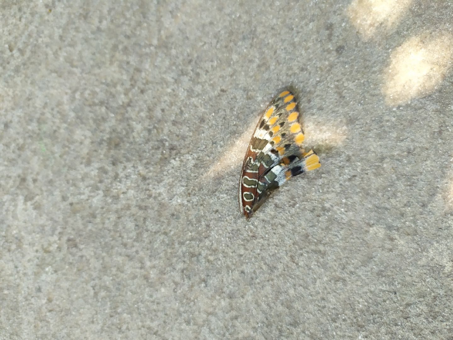 Trovata a terra un'' ala di ... Charaxes jasius - Nymphalidae