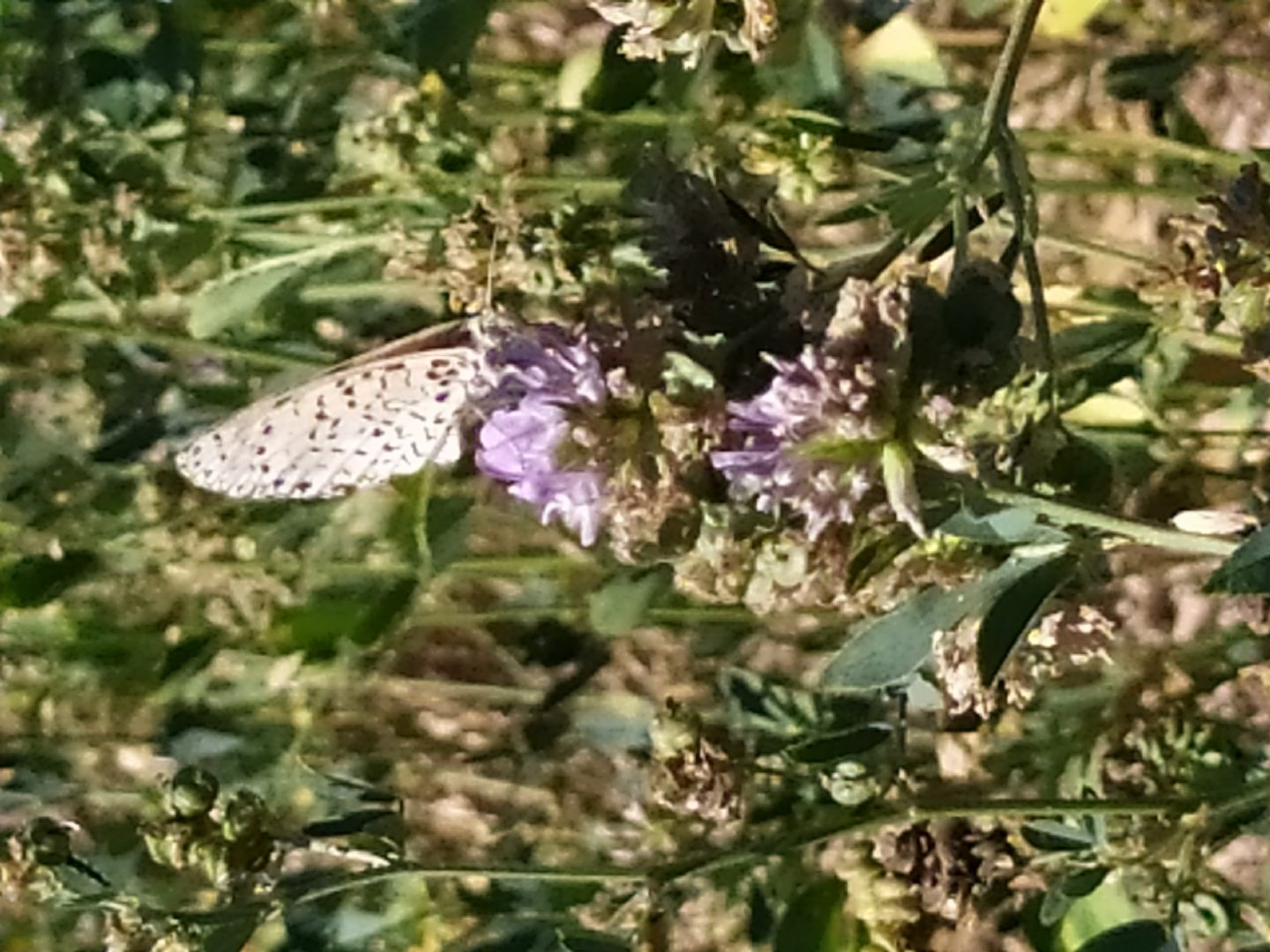 Identificazione farfalla