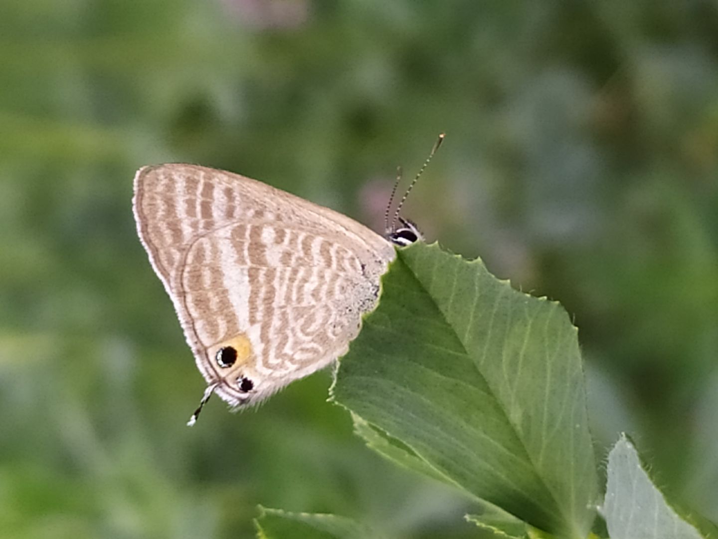 Identificazione farfalla: Lampides boeticus - Lycaenidae