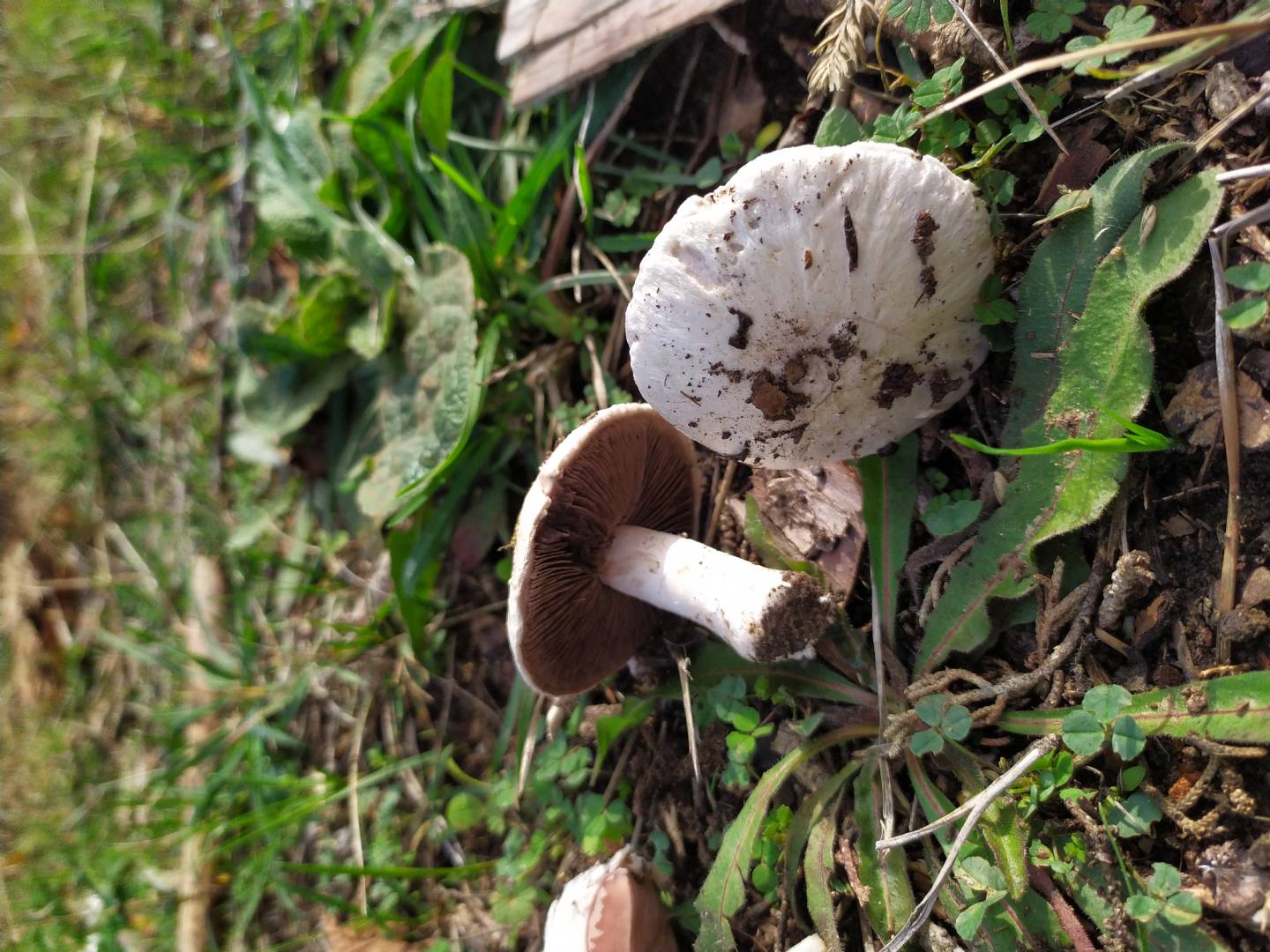 Agaricus campestris?