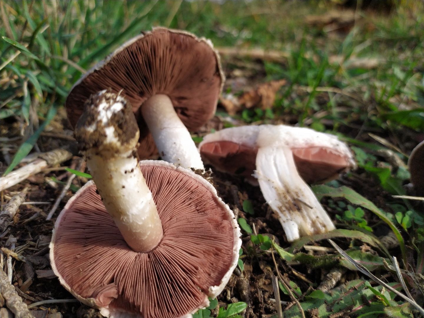 Agaricus campestris?