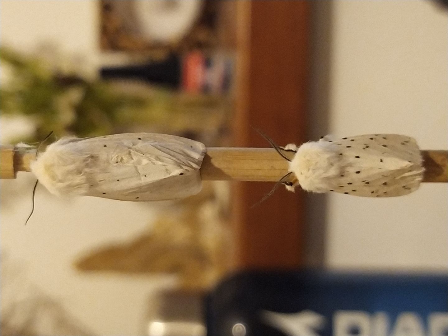 Maschio e femmina di? Spilosoma lubricipedum - Erebidae