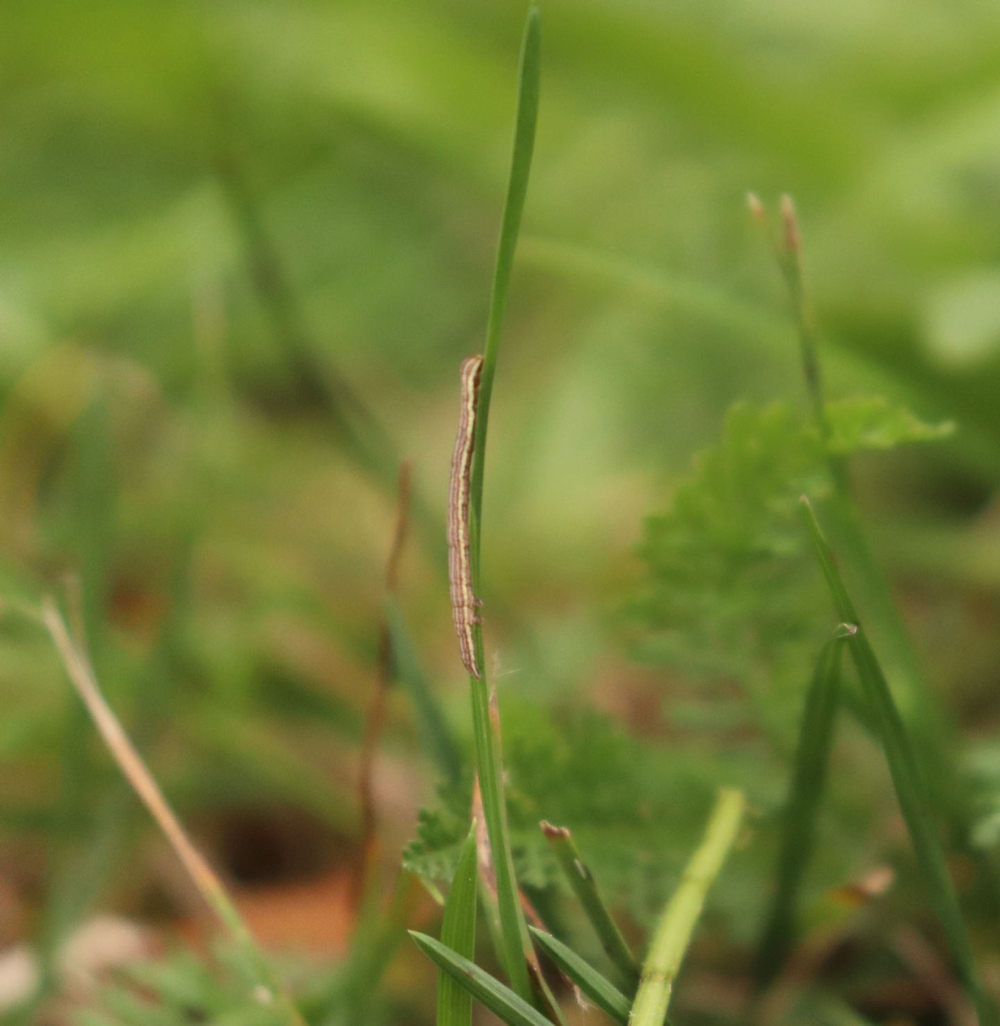 Bruco da identificare: Euclidia (Euclidia) glyphica - Erebidae