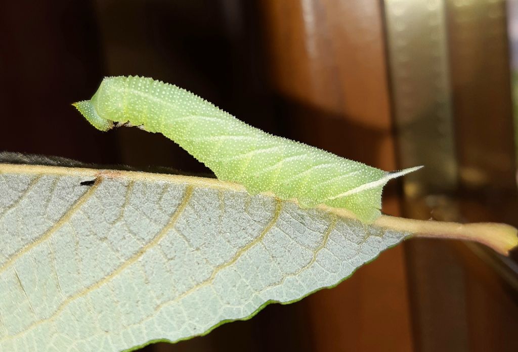 Bruco di Smerinthus ocellata?