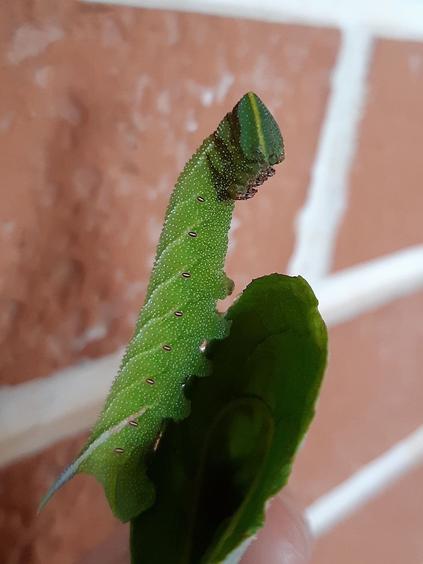 Bruco di Smerinthus ocellata malato?  S !