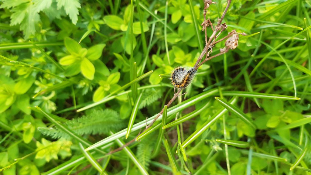 Bruco di...Lasiocampa (Pachygastria) trifolii