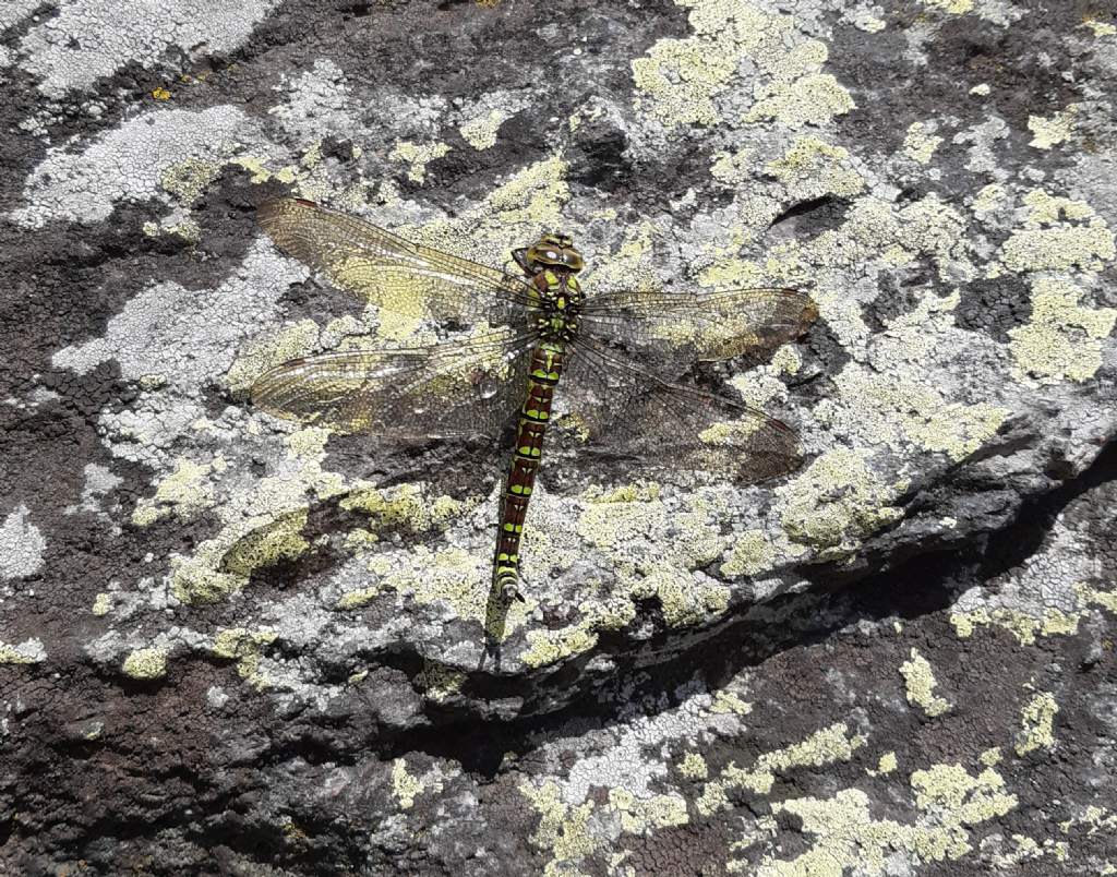 ID libellula: Aeshna cyanea