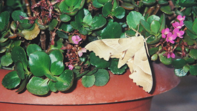 Di quale specie di Falena si tratta? Marumba quercus, Sphingidae