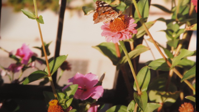 Quale specie di Farfalla - Vanessa cardui, Nymphalidae