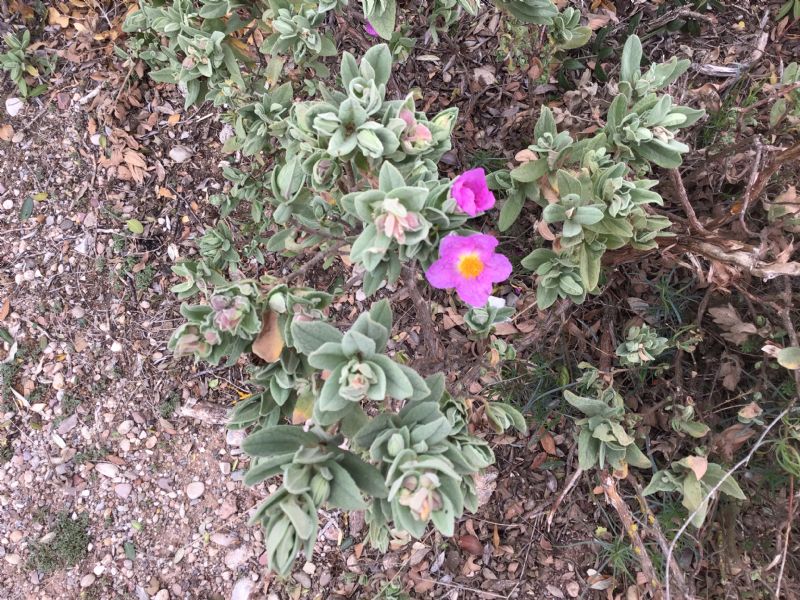 Cisto spagnolo: Cistus albidus