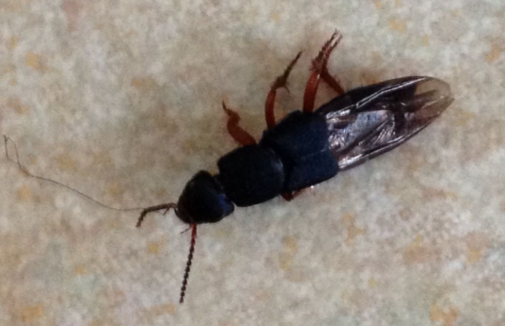 Platydracus fulvipes, Staphylinidae