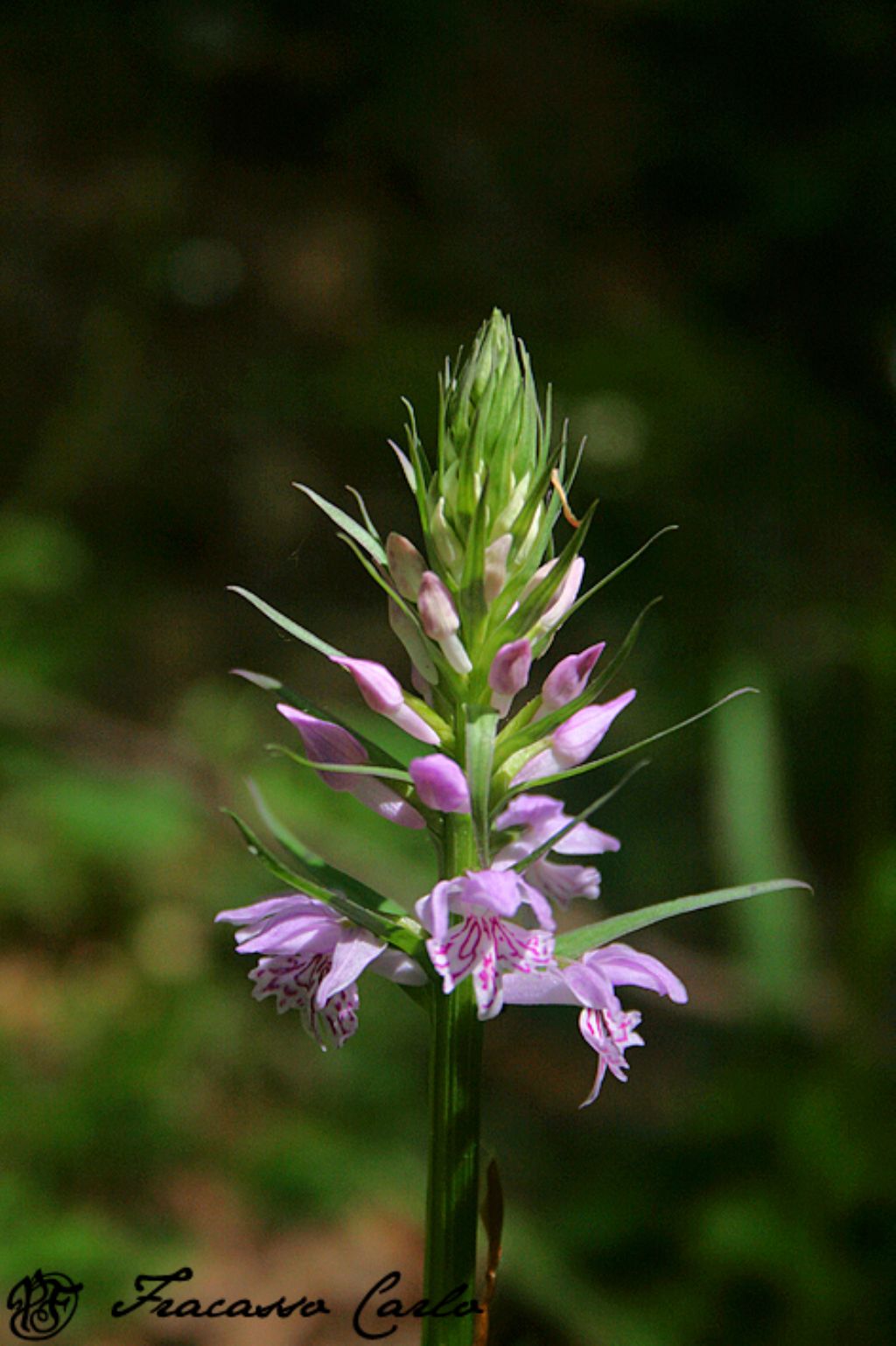 Dactylorhiza maculata subsp. saccifera