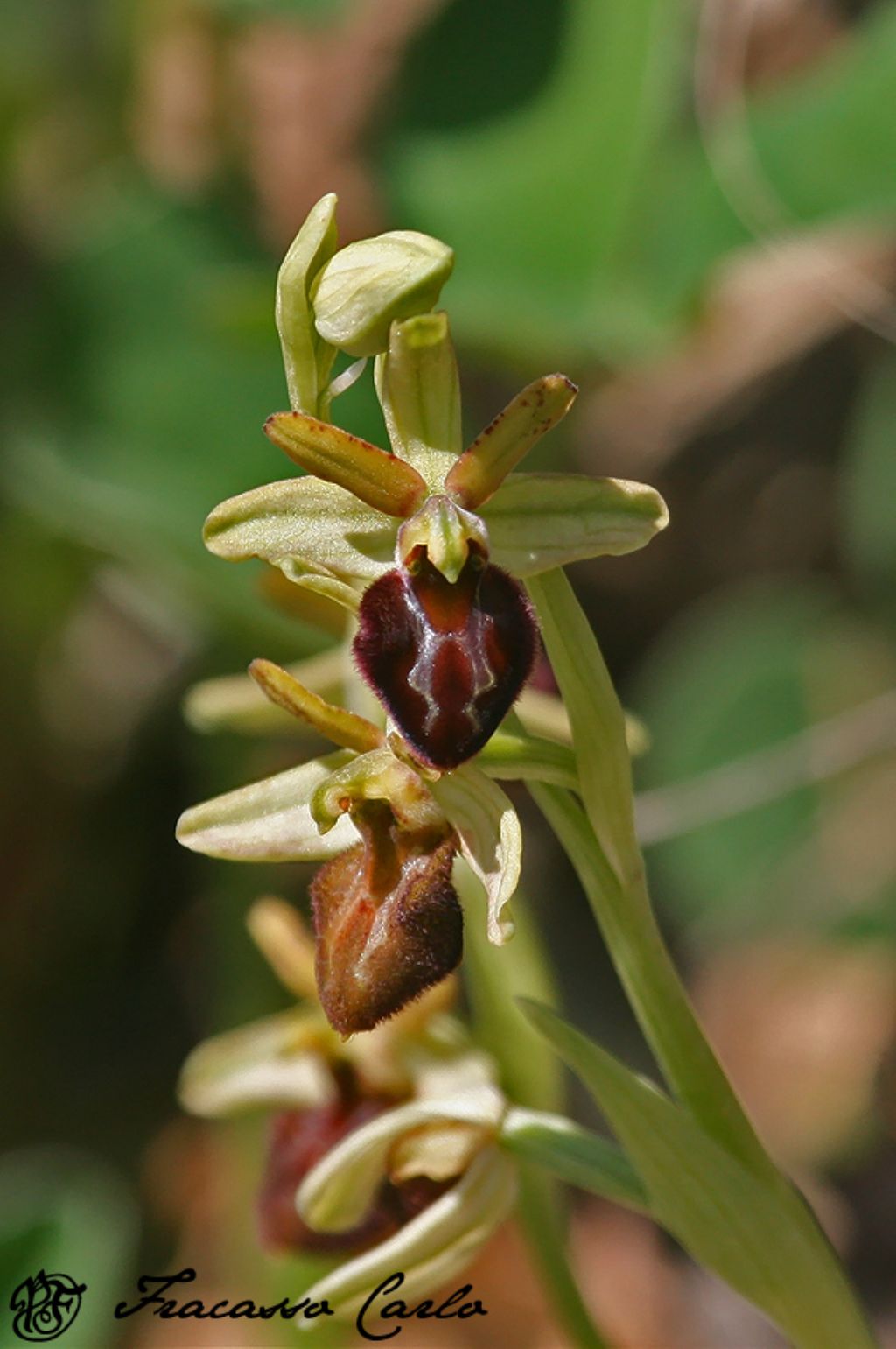 Id orchidea