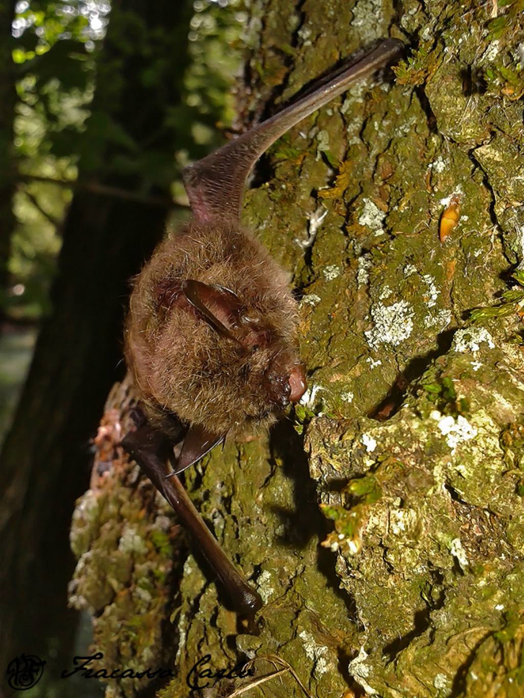 Pipistrello