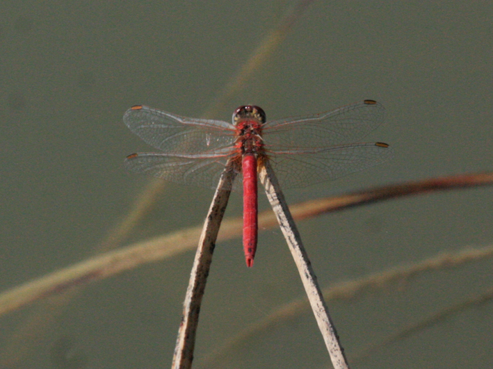 Sympetrum fonscolombii, maschio