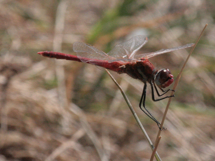 Sympetrum fonscolombii