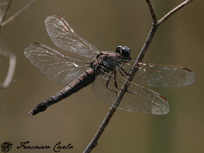 Orthetrum brunneum