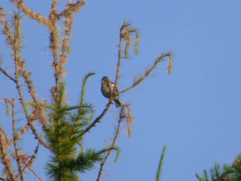 Riconoscimento uccello: Fringuello  (Fringilla coelebs)