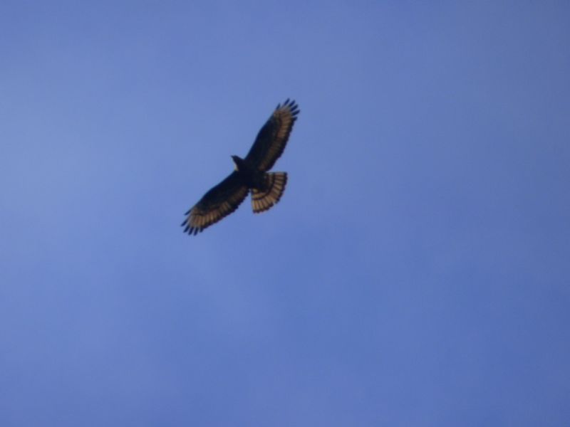 Riconoscimento rapace: Falco pecchiaiolo (Pernis apivorus)