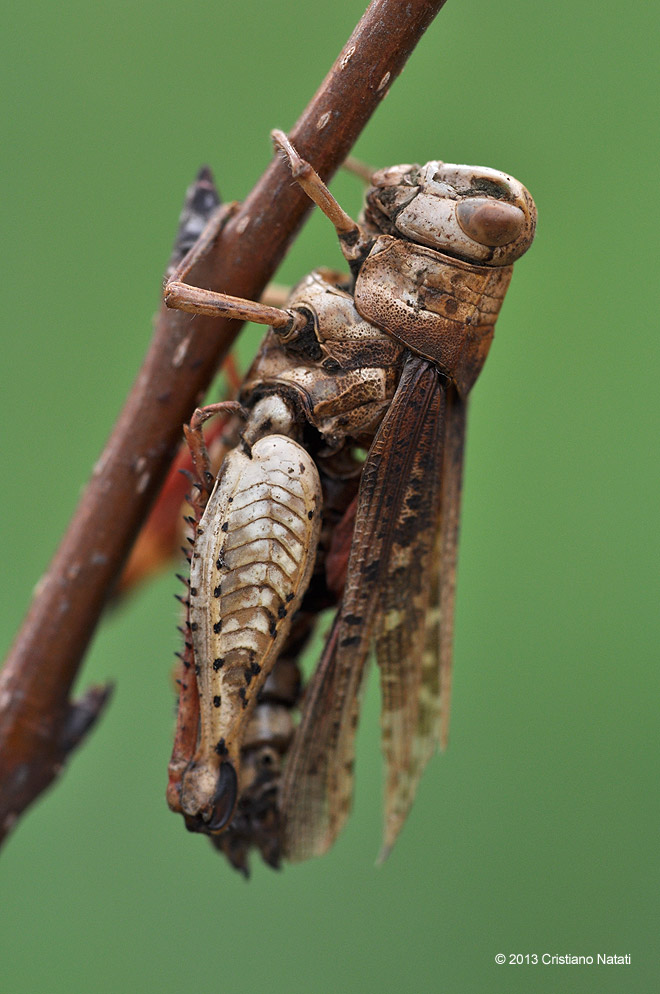 Cavalletta invasa da Entomophthora grylli