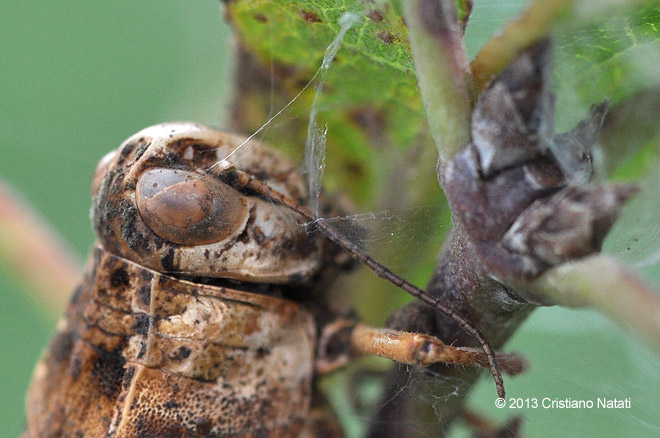 Cavalletta invasa da Entomophthora grylli