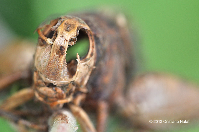 Cavalletta invasa da Entomophthora grylli