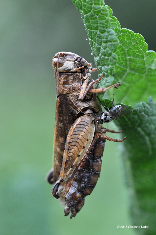 Cavalletta invasa da Entomophthora grylli