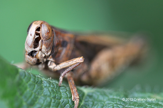 Cavalletta invasa da Entomophthora grylli