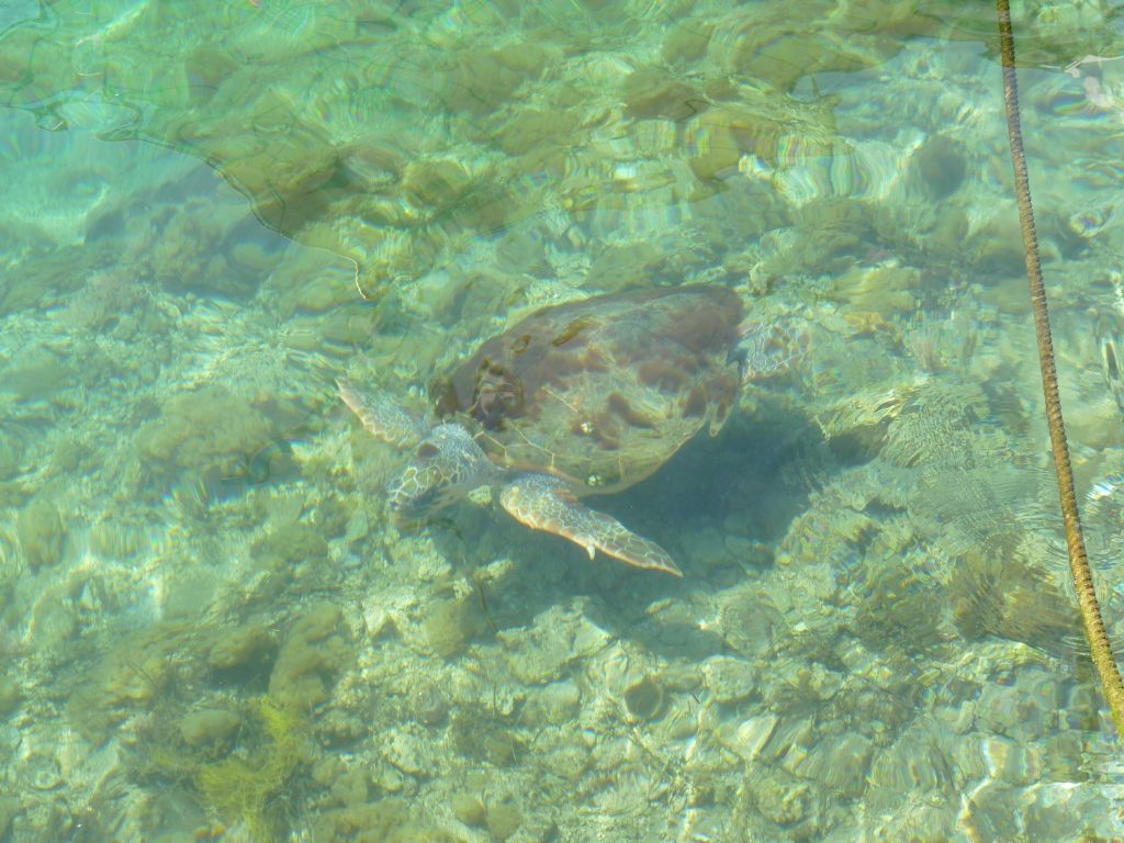 Caretta caretta di Kastelorizo, Grecia