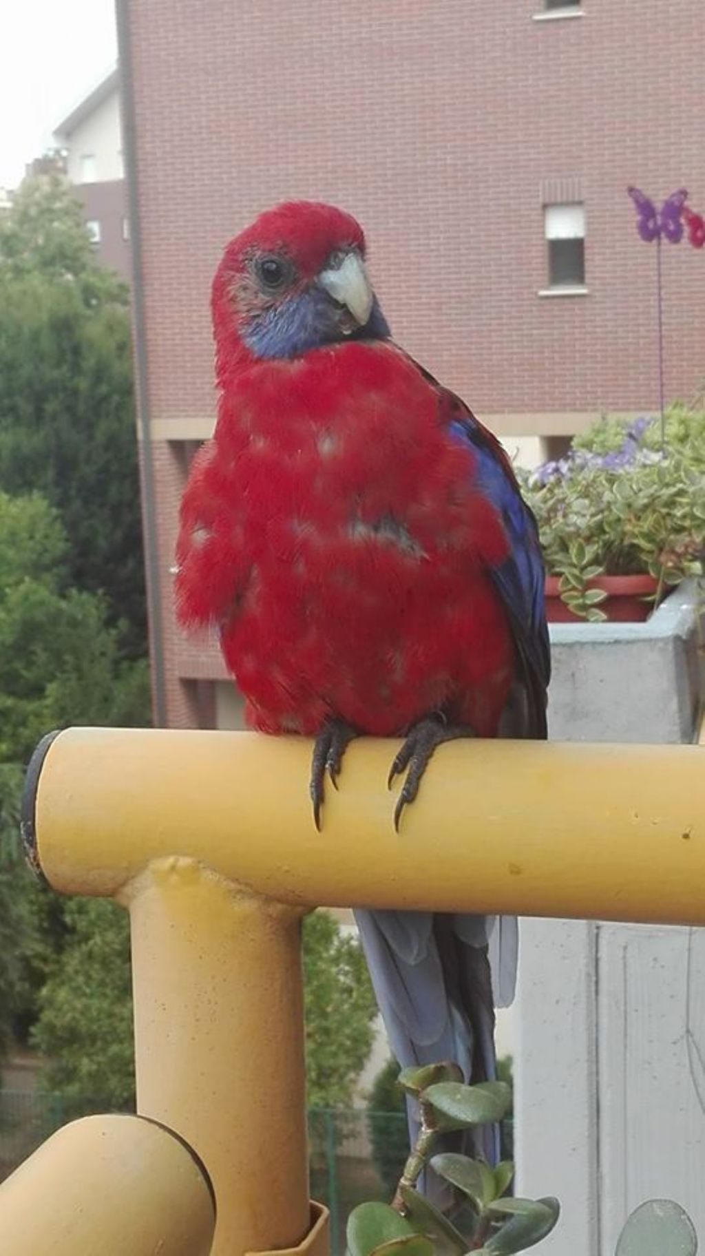 Che pappagallo ?  Rosella australiana (Platycercus elegans)