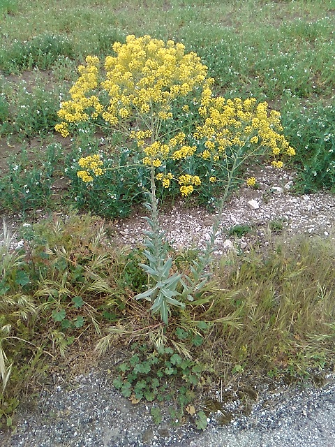 Isatis tinctoria (Brassicaceae)