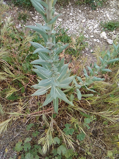 Isatis tinctoria (Brassicaceae)