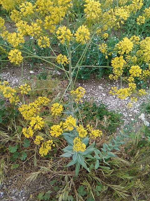 Isatis tinctoria (Brassicaceae)