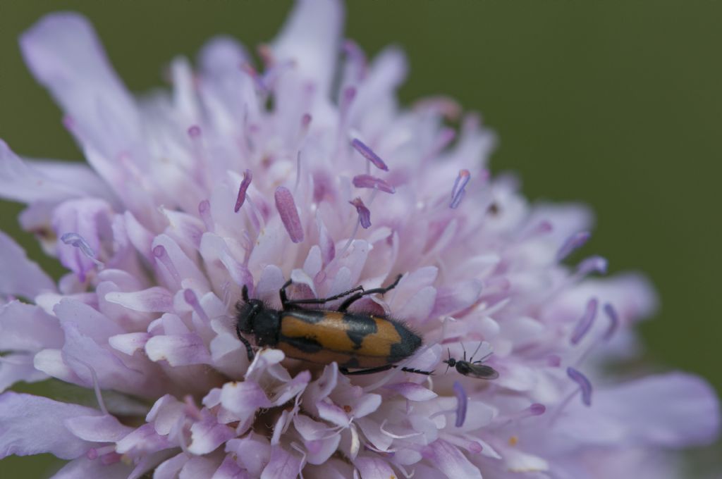 Mylabris pusilla latialis, Meloidae