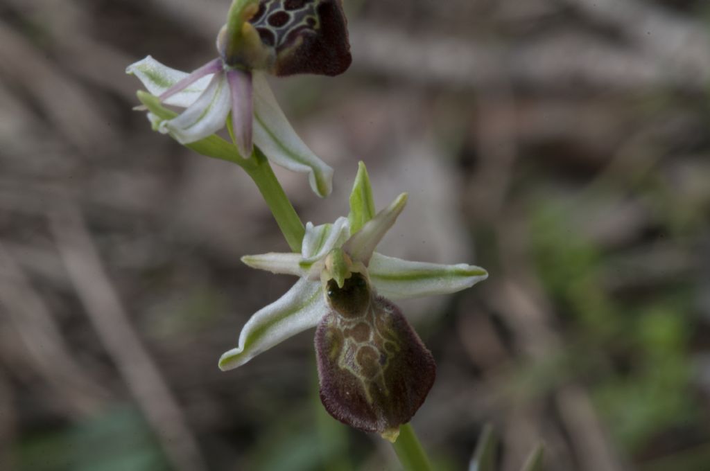 Ophrys exaltata subsp. montis-leonis