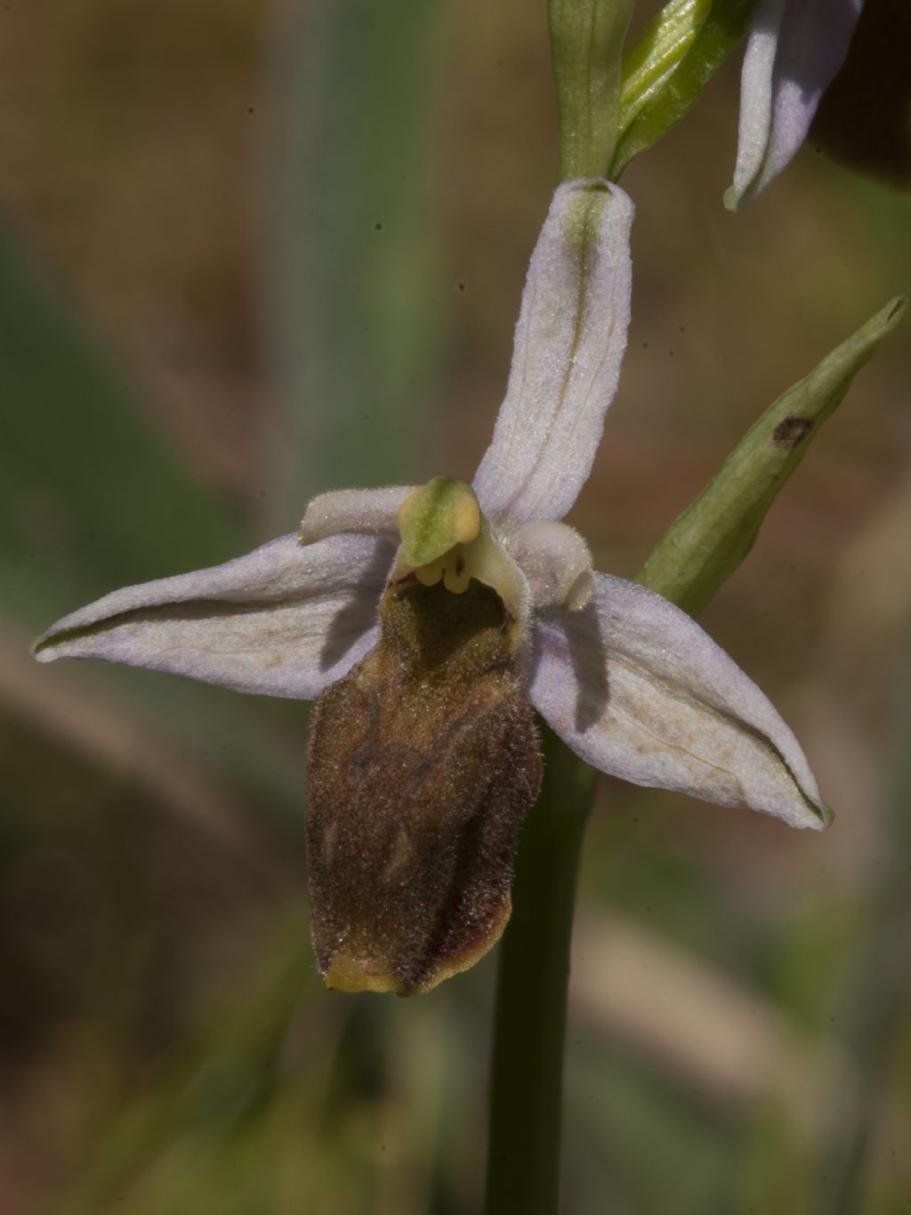 Ophrys crabronifera?