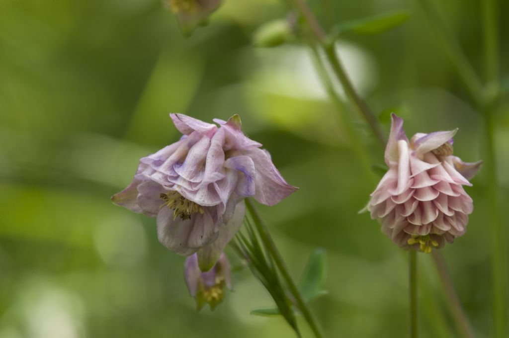 Aquilegia da confermare