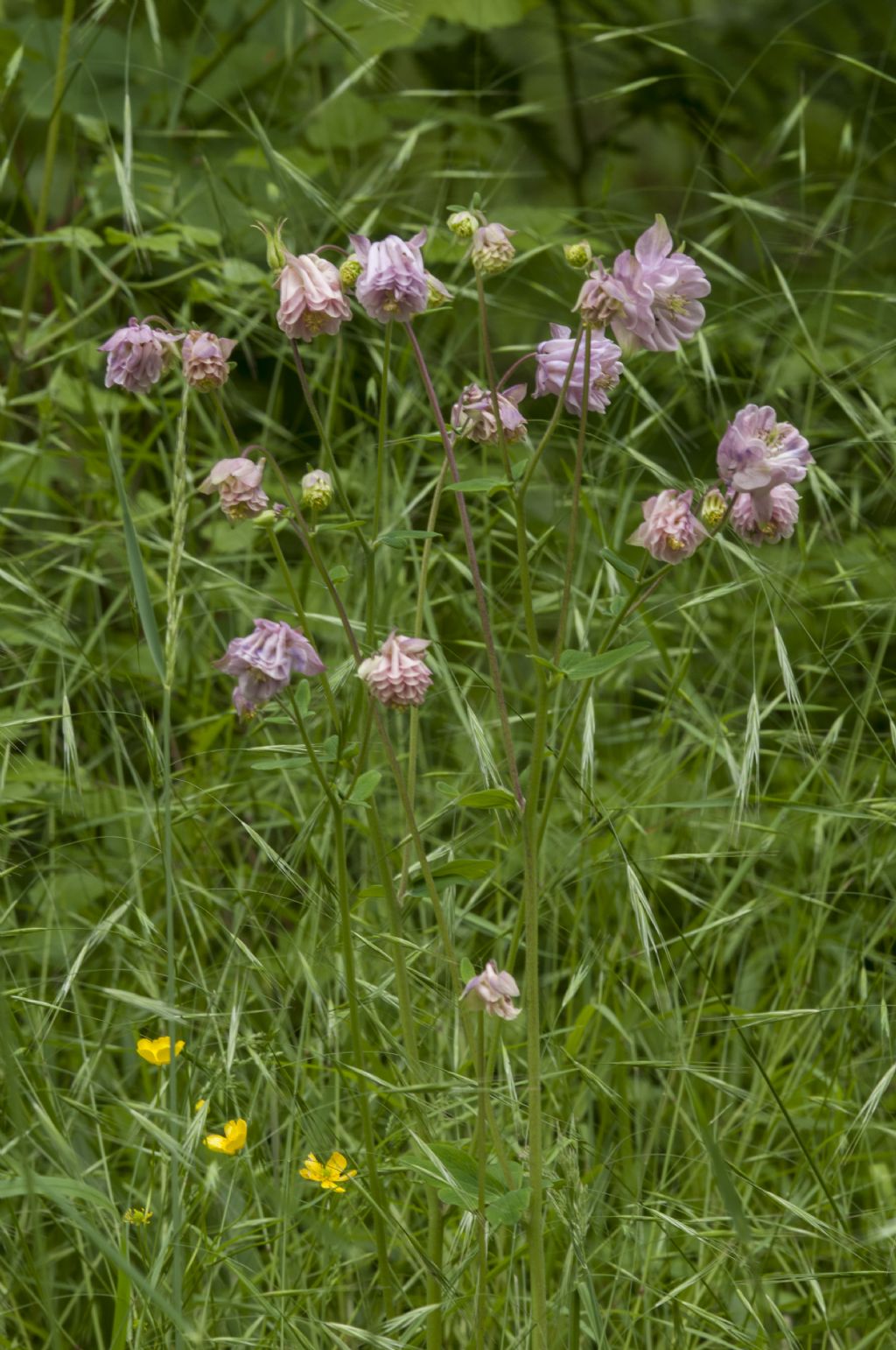 Aquilegia da confermare