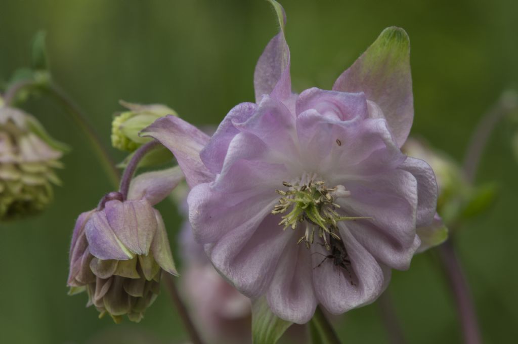 Aquilegia da confermare