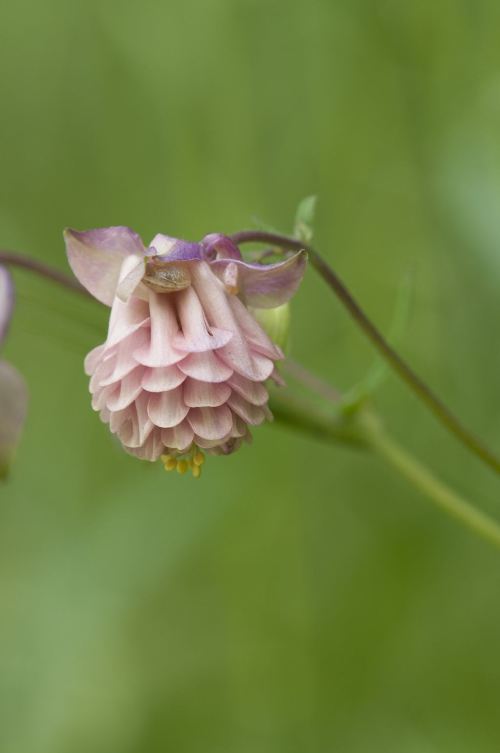 Aquilegia da confermare