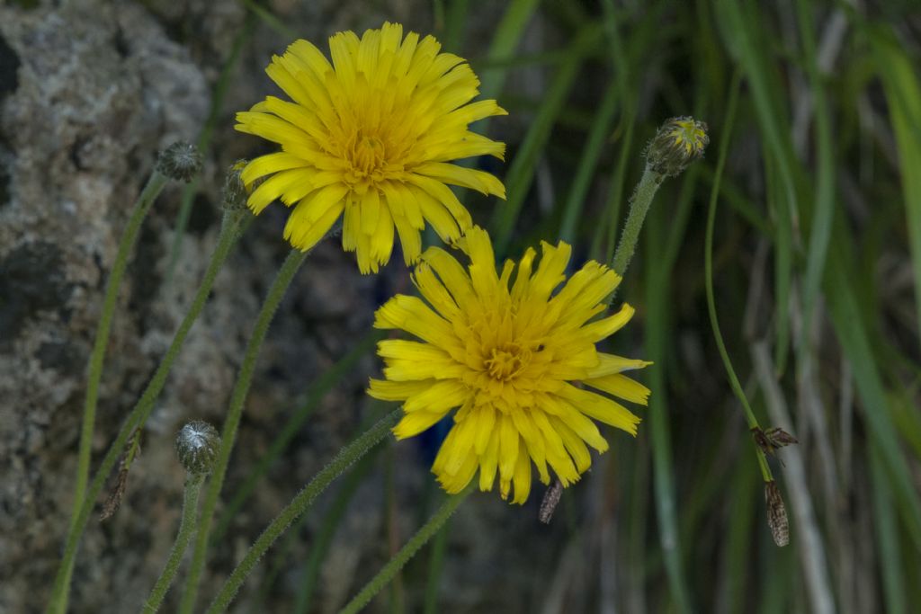 Leontodon anomalus / Dente di leone delle Apuane