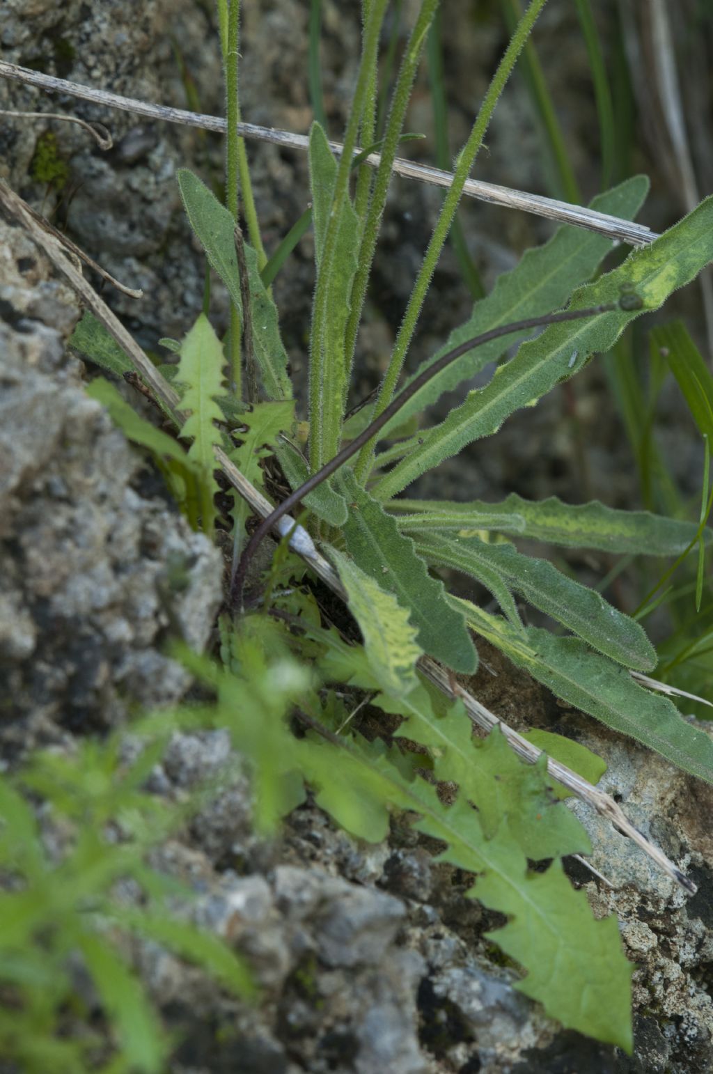 Leontodon anomalus / Dente di leone delle Apuane