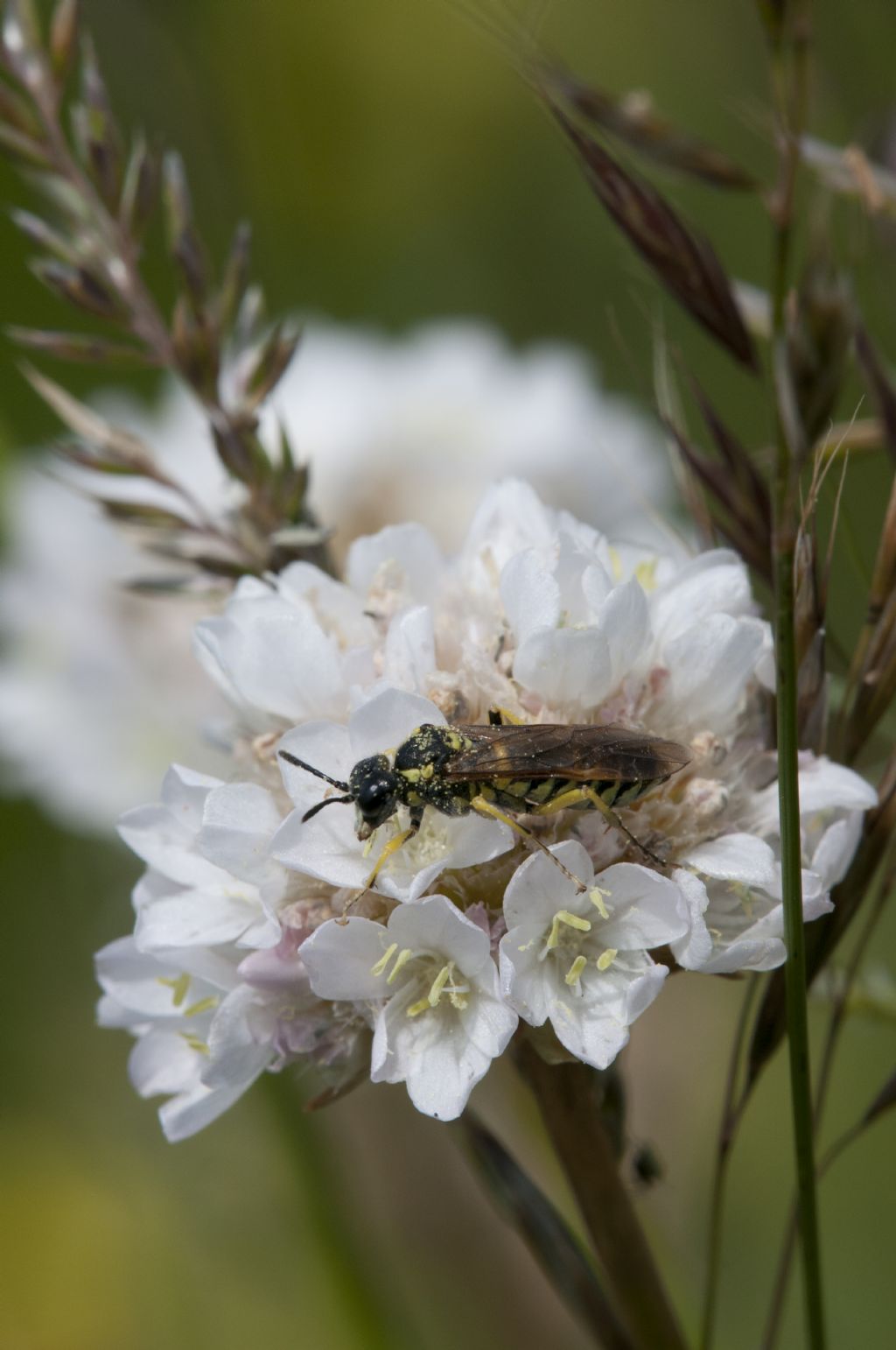 da identificare: Tenthredo cf. notha (Tenthredinidae)