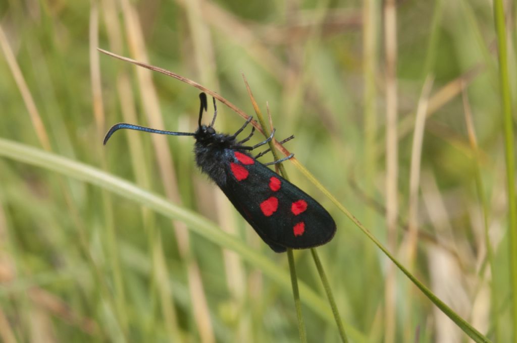 Zygaena filipendulae?