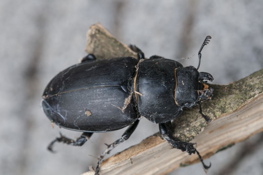 Dorcus parallelipipedus ?  No!  Lucanus cervus, femmina