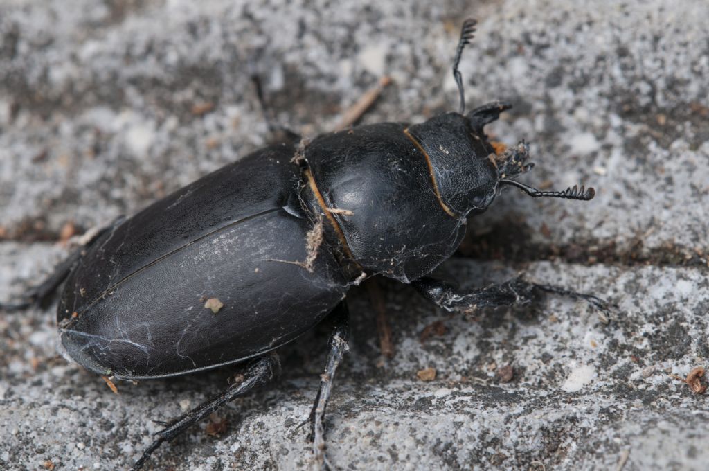 Dorcus parallelipipedus ?  No!  Lucanus cervus, femmina